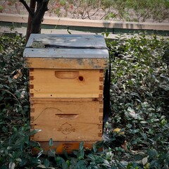 Wooden beehive boxes stacked in garden setting, branded 