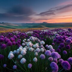Fototapeta premium A vibrant field of purple and white flowers, bathed in the warm light of a sunrise or sunset over rolling hills