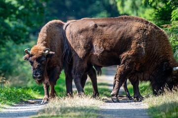 Wisente auf Bornholm