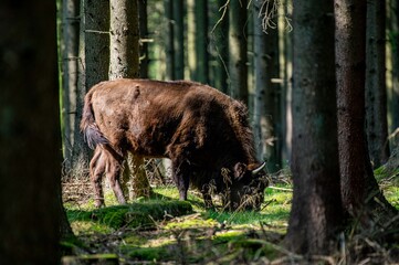 Wisente auf Bornholm