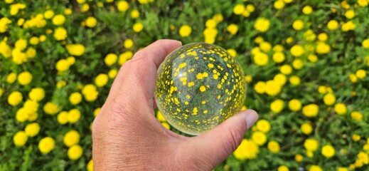 Dandelion field in crystal ball