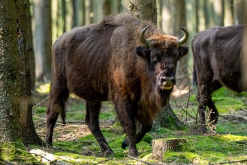 Wisente auf Bornholm