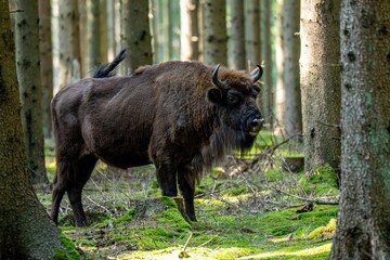 Wisente auf Bornholm