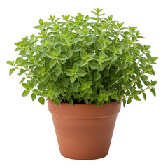 Fototapeta premium Green herb plant isolated on transparent background transparent background