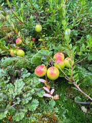 Fresh ripe cranberries with green leaves on mossy ground in summer garden, organic harvest and natural texture concept