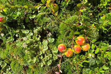 Ripe red cranberries with glossy leaves scattered on vivid moss, natural garden harvest and fresh organic berries background