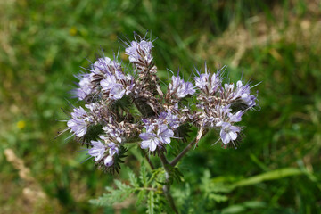 Bienenfreund (Phacelia) begegnet auf der Schw. Alb