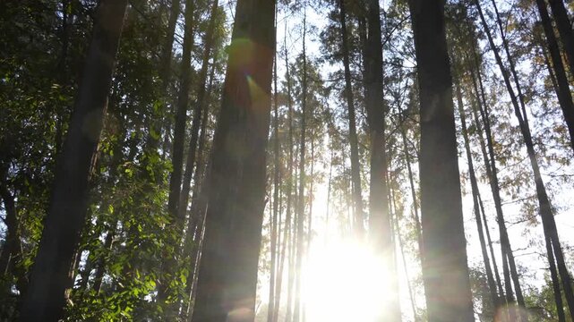 Sunlight filters through tall pine trees in a serene forest with dappled light and natural textures
