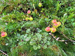 Ripe red cranberries with glossy leaves scattered on vivid moss, natural garden harvest and fresh organic berries background