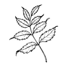 Vintage sketch of a detailed leaf with intricate outlines  