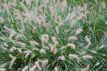 close up of a grass