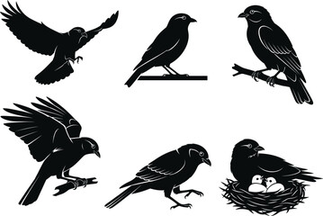 Bird silhouette vector set, flying bird, perched bird, nesting bird, wildlife illustration, black crow shapes, nature pose collection, isolated design