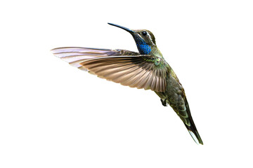 Blue-throated Hummingbird (Lampornis clemenciae) Photo, in Flight Over a Transparent Isolated PNG Background