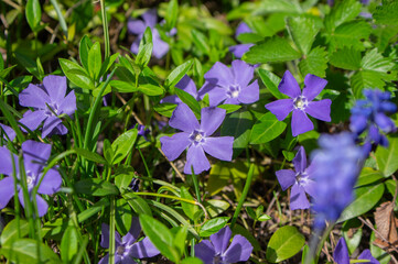 Vinca minor lesser periwinkle ornamental flowers in bloom, common periwinkle flowering plant, creeping flowers