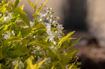 Deutzia gracilis duncan Chardonnay pearls bright white flowering shrub, beautiful ornamental flowers in bloom