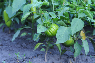 Green peppers growing in the garden. Selective focus, shallow depth of field. Growing peppers.