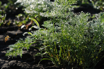 Dew drops on dill seedlings in the garden in early spring. Growing dill seedlings.