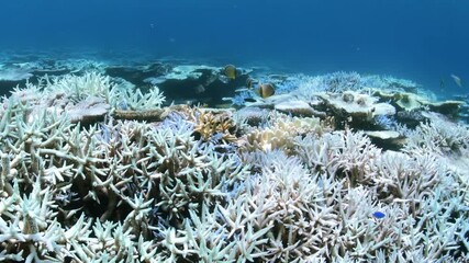 Close-up of coral bleaching on a reef in Australia’s Great Barrier Reef.

