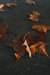 Close-up of dry autumn leaves on the ground in park during sunset