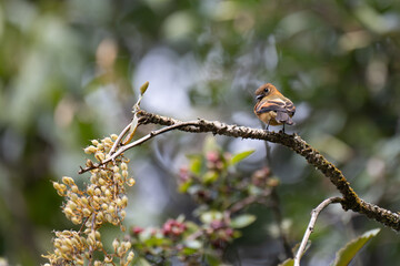 a small orange-brown bird perched on a branch with blossoms and fruit in the background