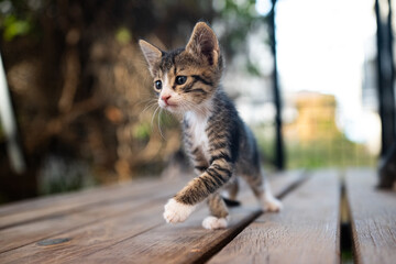 Tabby kitten caught stepping on wood.