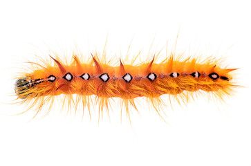 Single hairy yellow caterpillar crawling on white background showing detailed macro texture for entomology, wildlife, and nature concepts
