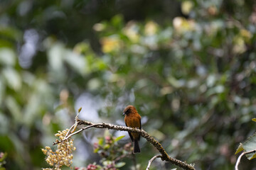 a small orange-brown bird perched on a branch with blossoms and fruit in the background