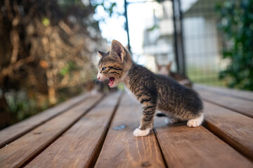 Obraz premium A hot-tempered kitten on wood.
