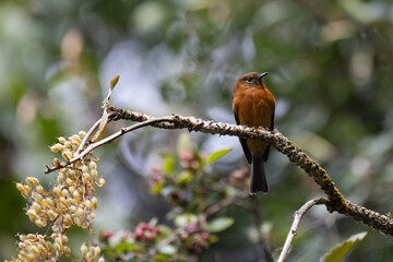 a small orange-brown bird perched on a branch with blossoms and fruit in the background