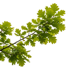 Green oak leaves on a branch isolated on white background