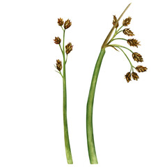 Bulrush(lat. Scírpus) is a perennial aquatic plant of the Cyperaceae family. Watercolor illustration cane hand-drawn.  Drawing for printing, postcards © Olga