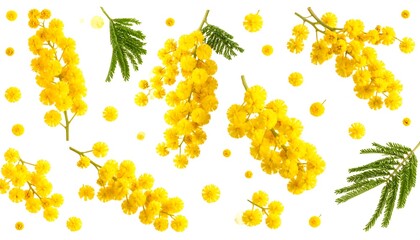 Overhead shot of several blooming yellow floral clusters and scattered accents on a pure white backdrop