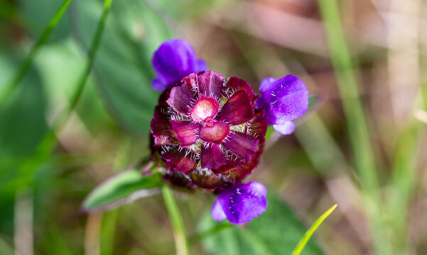 purple wildflower close up macro