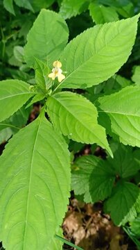 Close-up of Touch-Me-Not flower leaves with yellow bloom in a lush green background