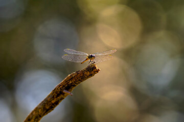 Micrathyria is a Neotropical genus of dragonflies. They have bright green eyes and white faces. Most species have a markedly striped thorax. They are commonly known as Tropical Dashers.