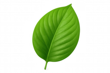 Verdant green leaf with intricate venation, rendered digitally on transparent ground, highlighting botanical detail for graphic design