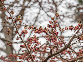 Zu sehen ist eine Nahaufnahme von roten Blüten an kleinen Zweigen des Persischen Eisenholzbaums (Parrotia persica).