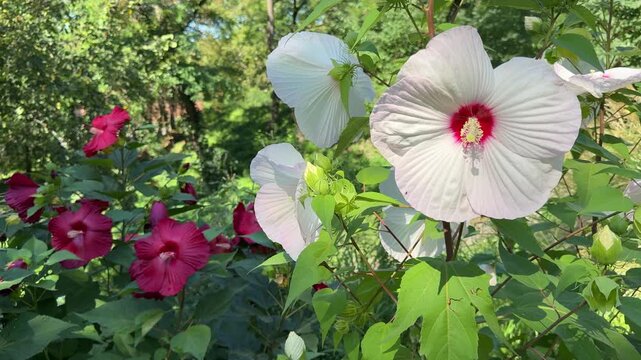 Hibiscus moscheutos swamp rose mallow white pink blooms.