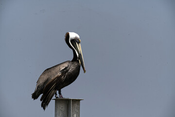 Brown Pelican Perched on Coastal Dock Against Blue Sky – Wildlife Photography