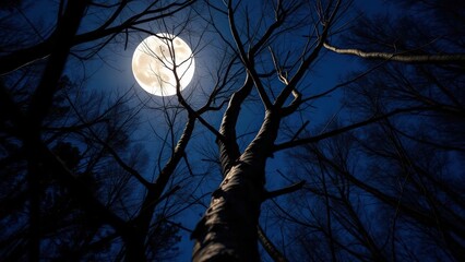  a full moon among bare tree branches