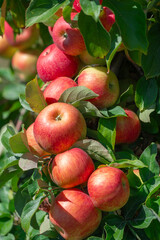 red apples on the tree in harvest season