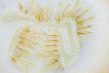Close up of Yellow Squash Cut in Middle
