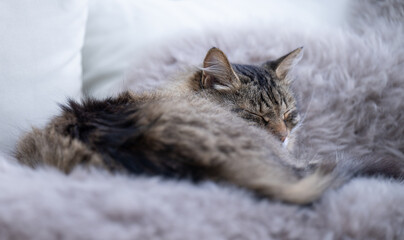 Adorable Long Haired Tabby Cat sleeping Outside