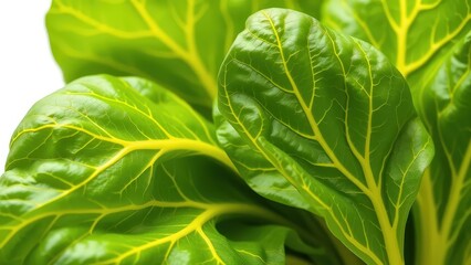 Fototapeta premium Bright Bok Choy Leaves