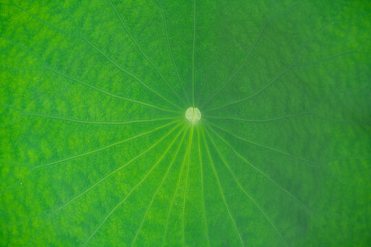 Close up on green lotus flower leaf with dew as background