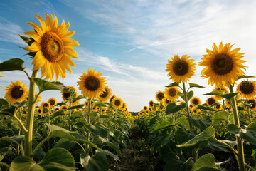 large sunflower in field concept high quality photo grosse fleur dans un champ concept photo haute qualit&eacute; flor grande en campo concepto foto de alta calidad aycicek aycicegi ay&ccedil;i&ccedil;eği tarla