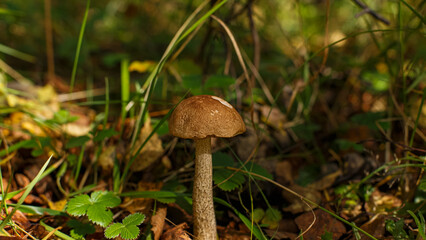 A mushroom growing in a wooded area. Edible mushroom. Beauty of nature.