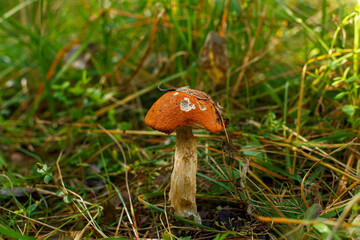 A mushroom growing in a wooded area. Edible mushroom. Beauty of nature.