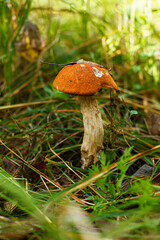 A mushroom growing in a wooded area. Edible mushroom. Beauty of nature.