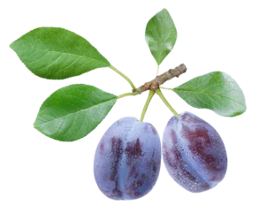 branch of ripe plums with leaves isolated on transparent background © Nitr